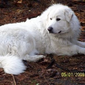 Meet your Posher, Jim diane